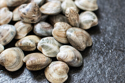 Vongola Lupino - vongola-lupino-scelte-per-te-pescheria