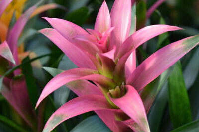 Guzmania - guzmania