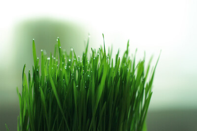 Cyperus zumula - Cyperus zumula