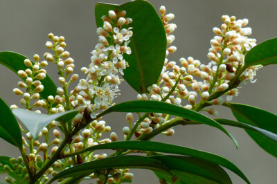 Lauroceraso - lauceraso