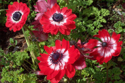 Anemone - anemone giardino