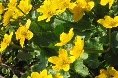 Ranuncolo - ranuncolo