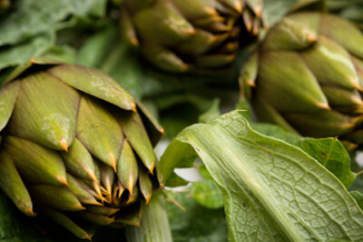 Carciofo spinoso di Sardegna DOP - carciofo-spinoso