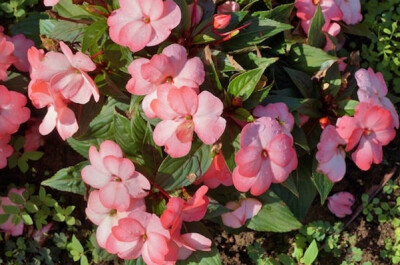 Nuova Guinea - nuova guinea