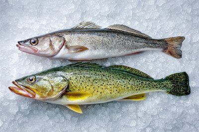 Nasello e Merluzzo - nasello-e-merluzzo