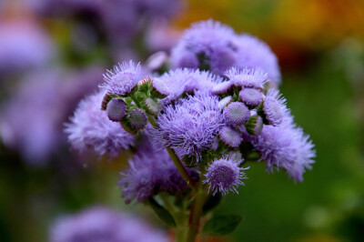 Ageratum - Ageratum