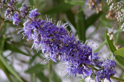 Agnocasto - Agnocasto-scelte-per-te-giardino