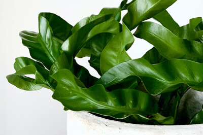 Asplenium - Asplenium-Nidus