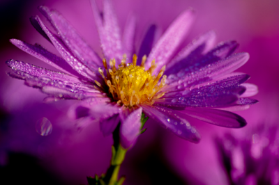 Aster - Aster