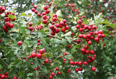 Biancospino - Biancospino-scelte-per-te