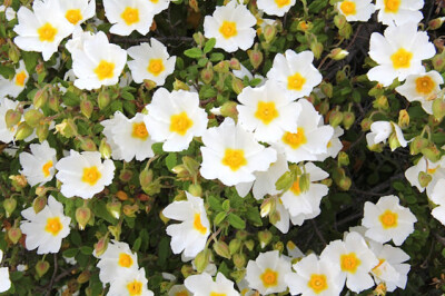 Cistus Salvifolius - Cistus-Salvifolius-