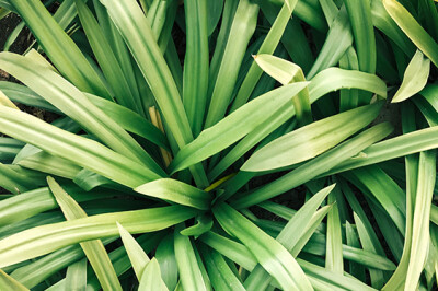 Citronella - Citronella