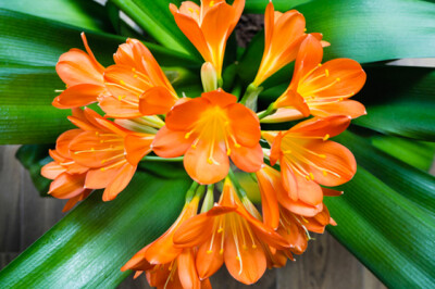 Clivia - Clivia-pianta