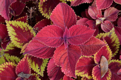 Coleus - Coleus
