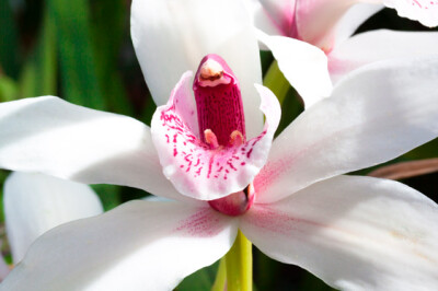 Cymbidium - Cymbidium