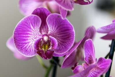 Dendrobium (Orchidea bambù) - Dendrobium