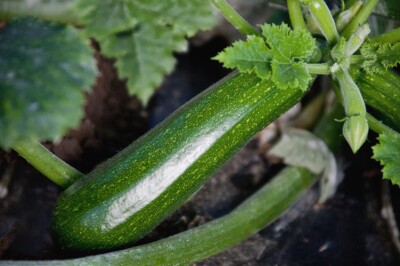 Zucchina - Fotolia_101119053_S