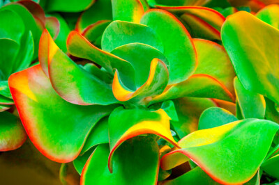 Kalanchoe thyrsiflora - Kalanchoe-thyrsifolia