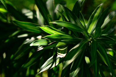 Murdannia - Murdannia