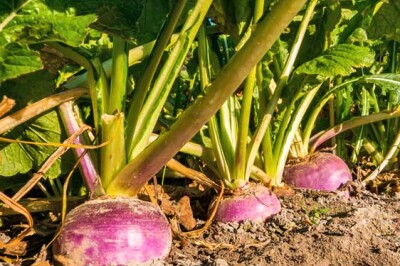 Rapa Rossa (o Barbabietola Rossa) - Pianta-rape-web