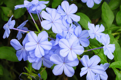 Plumbago - Plumbago-scelte-per-te-giardino