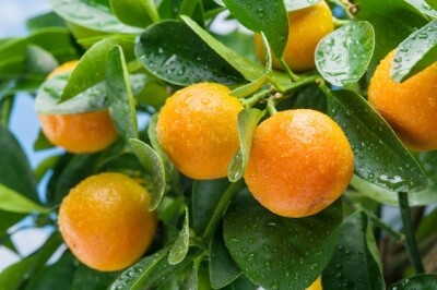 Albero della Clementina - albero-clementina-1