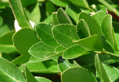 Alloro - alloro-scelte-per-te