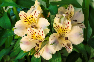 Alstroemeria Giglio del Perù - alstroemeria-giglio-del-peru