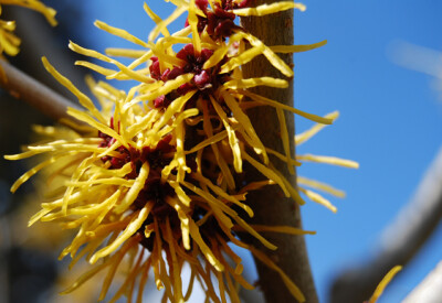 Amamelide - amamelide-scelte-per-te