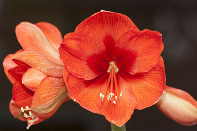 Amaryllis - amaryllis-scelte-per-te
