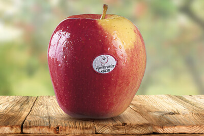 Mela Ambrosia - Mela Ambrosia