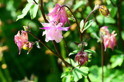 Aquilegia - aquilegia-scelte-per-te