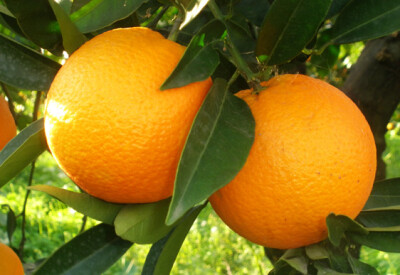 Arancio - arancia-scelte-per-te