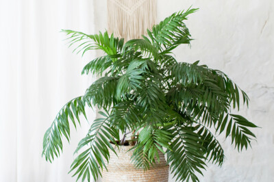 Areca - areca-pianta