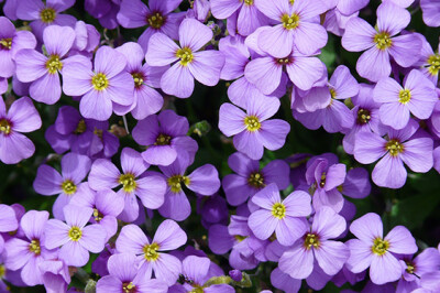 Aubrezia - Aubrieta - aubrieta-scelte-per-te