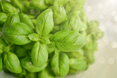 Basilico genovese - basilico-genovese-sito