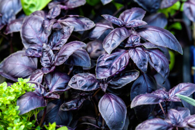 Basilico rosso - basilico-rosso