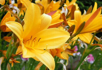 Bella di giorno (Hemerocallis) - bella-di-giorno-scelte-per-te