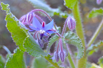 Borragine - borragine-sito