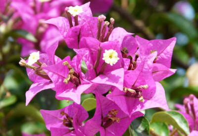 Bougainvillea - bougainvillea-scelte-per-te-conad