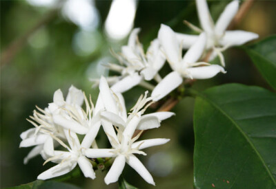 Bouvardia - bouvardia-scelte-per-te