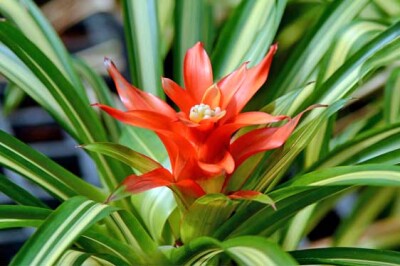 Bromelia - bromelia-sito