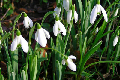 Bucaneve - bucaneve-scelte-per-te-giardino