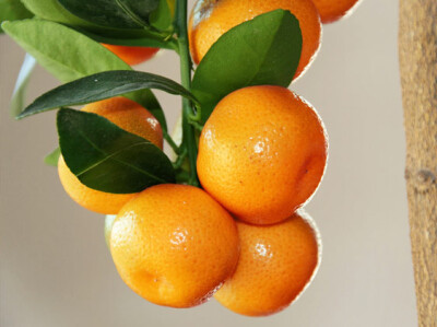 Calamondino - calamondino-scelte-per-te