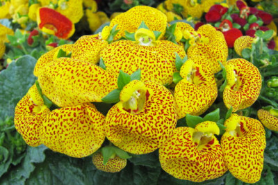 Calceolaria - calceolaria-scelte-per-te-giardino