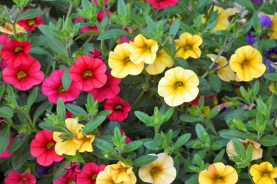Calibrachoa - calibrachoa-scelte-per-te