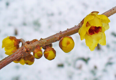 Calicanto - calicanto-scelte-per-te-giardino