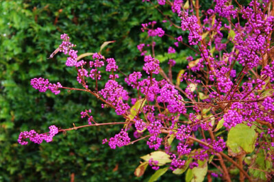 Callicarpa - callicarpa-scelte-per-te