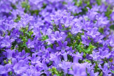 Campanula Catharina - campanula-catharina