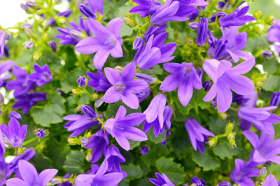 Campanula Get Mee (o Portens) - campanula-get-mee